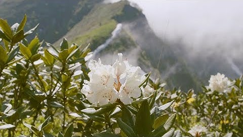 4K Virtual Hike through Canadian Forest (with Nature Sounds) - Incredible Nature of British Columbia