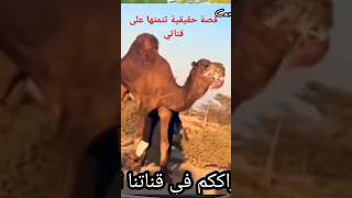 قصة حقيقية قصة واقعية قصص مرعبة قصة رعب قصة الجمل و صاحبه لن تصدق البعير Camel