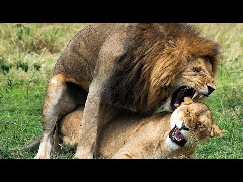 mating lion sex with female enjoying life