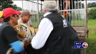 Volunteer bitten by tiger at Carole Baskin's Big Cat Rescue