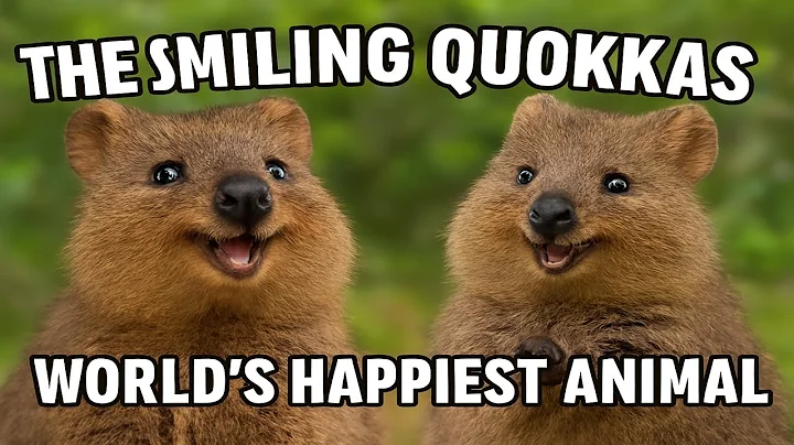 Why The Smiling Quokka Are Called The World’s Happiest Animal Explained