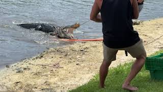 Massive Alligator Removed From Sarasota Pond