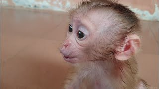 Kasihan Bayi Monyet Aba Lucu Yang Baru Lahir Mengeluarkan Suara Yang Mantap Untuk Menarik