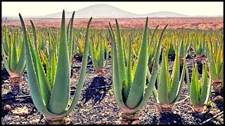 Modern Aloe Vera Farming | Amazing Aloe Vera Harvesting And Processing In The Factory