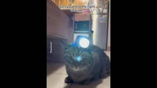 Catnt The Light Straight