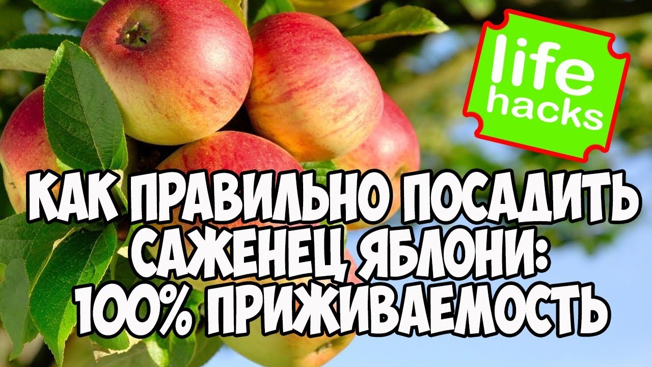 Как правильно посадить яблоки. Как правильно посадить яблоки