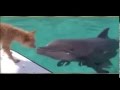 un dauphin sauve un chien des mâchoires d'un requin