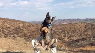 Rogue dog eating a Popsicle sitting up-Fun with Pup and Jane by Fun with Pup & Jane 961 views 7 years ago 53 seconds