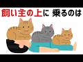 知られざる猫の本能!乗ってくる驚きの理由【おもしろ雑学】 #雑学 #豆知識 #猫