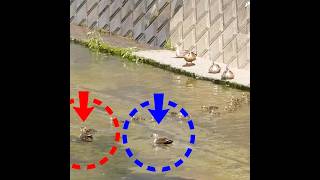Download Lagu Zeldzame beelden van een eendenfamilie 🦆De acties van de vader🪿 MP3 Download Lagu Zeldzame beelden van een eendenfamilie 🦆De acties van de vader🪿 MP3