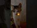 #cat #funnycats #catshorts #catlife #tripuravloger #indianblogger #northeastindia #catvideos #love