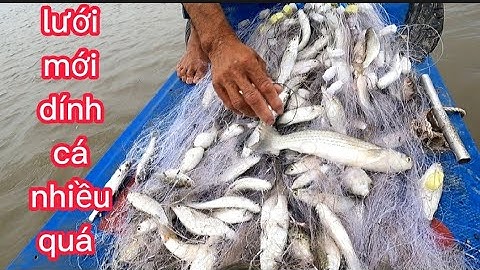 hai cha con đi thả lưới cá đối trúng bày cá đối (lê nghĩa cần giờ)