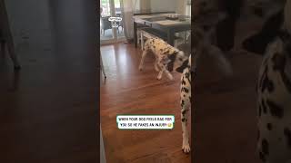 When your dog feels bad for you so he fakes an injury 🤣 (🎥: TT/ tfe375)