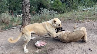 ALFA DIŞI KANGAL ÇIĞLIK CELLATA ACIMADI!