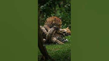 Leopard bite python to rescue other on leopard #animallife #baffalo #animals