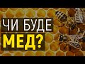Як врятувати врожай меду?