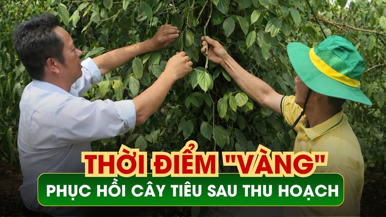 Thời điểm “vàng” phục hồi cây tiêu sau thu hoạch