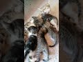 I gattini allattano