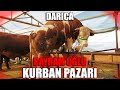 GEBZE DARICA 2021 BAYRAM OĞLU  KURBAN PAZARI !!! | 2 ALANA 1 BEDAVA !!!!