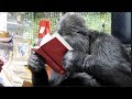 Koko Loves Betty White's Book