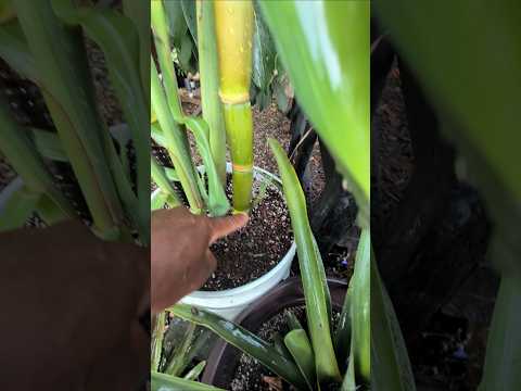 Fed My Sugarcane Nitrogen… It Exploded With Growth! visual 1
