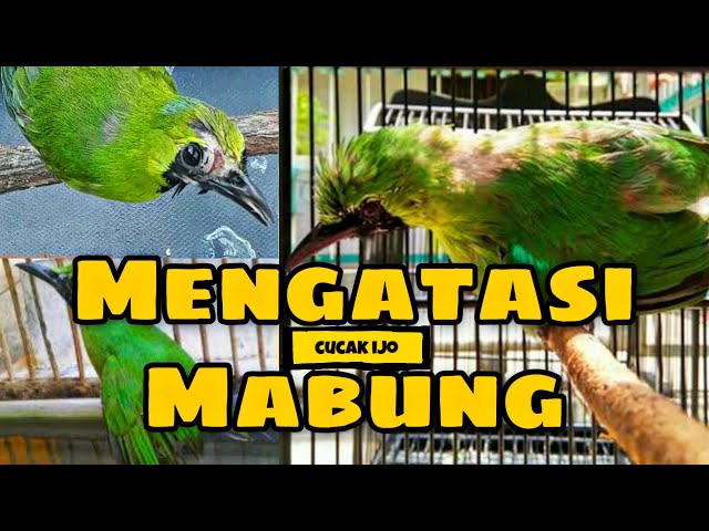 TUTORIAL PENANGANAN MABUNG/NGORAK PADA BURUNG class=