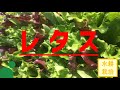 【サラダの王様】レタスを水耕栽培で植える方法【水耕栽培#08】