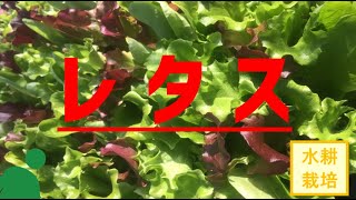 【サラダの王様】レタスを水耕栽培で植える方法【水耕栽培#08】