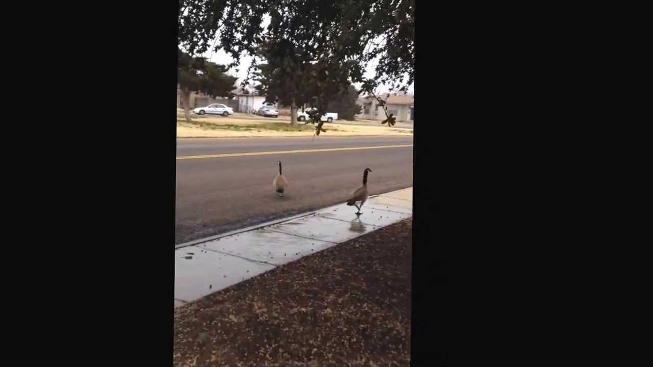 How to Chase Geese In Texas YouTube