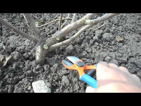 Обрезка молодого 3