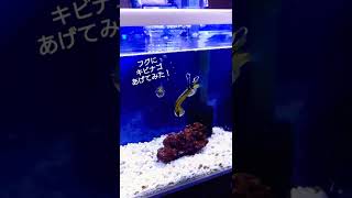 フグにキビナゴあげてみた 果たして食べてくれるのか