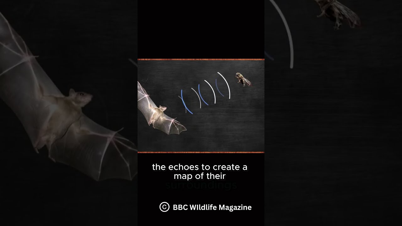 How Do Bats Echolocate 