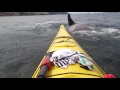 An Orca joins the Swim for the Salish Sea