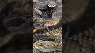 Cascavel uma das cobras mais perigosas do mundo #shorts #cascavel #cobracascavel