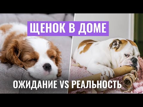 ЩЕНОК В ДОМЕ: Ожидание vs. Реальность! Важные СОВЕТЫ ПО ВОСПИТАНИЮ щенка!