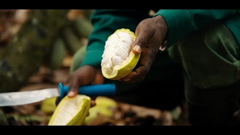 A new innovative cocoa technique: More yield, less waste, and the same delicious chocolate!
