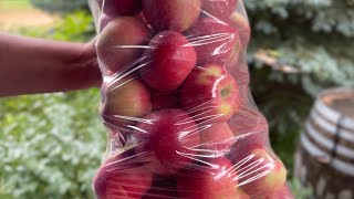 Storing FRESH apples for an ENTIRE YEAR!