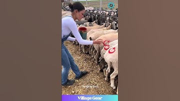 Sheep Get Custom Paint Jobs!💅 Goat Gets Numbered Like a VIP!😂 #sheepmakeover #goatlife #animalstyle