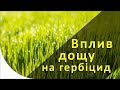 Чи впливає дощ на ефективність гербіцидів?