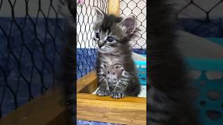 Tiny Kitten's Epic Battle to Defend Home from the Big Cat! #shorts