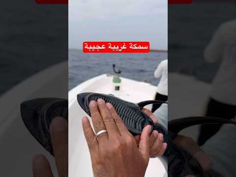 سمكة اللزاق من الأسماك الغريبة جدا تلصق باسماك القرش والأسماك الكبيرة وتاكل بقايا أكلها 