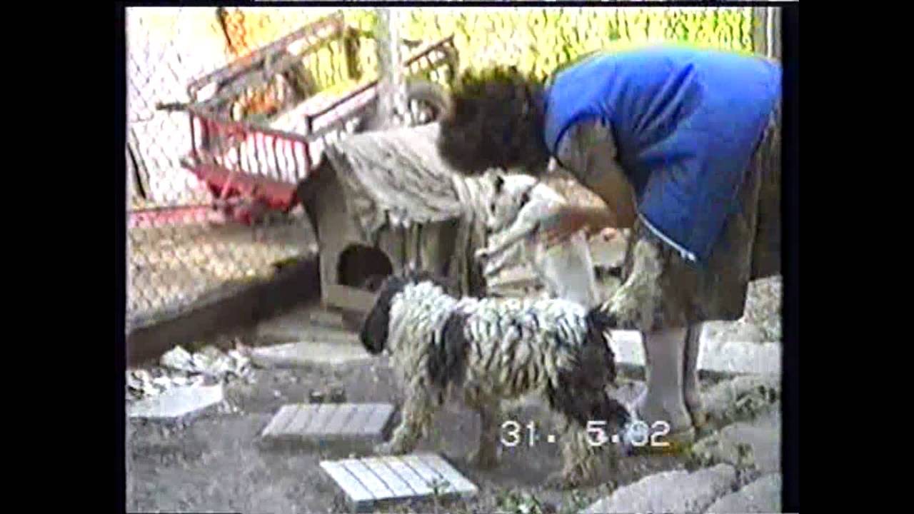 1.Сватба в село Въбел...2.4.Сватби в Никопол...3.Вкъщи във село Любеново...5.в гр.Левски.