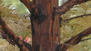 :   ,  . Metasequoia from seeds, fifth year.