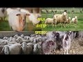 Milk sheep breeds