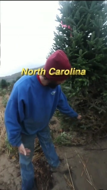 Hurricane Helene destroyed a Christmas tree farm in North Carolina ...
