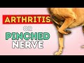 My Dog Has What?  Arthritis OR Pinched Nerve