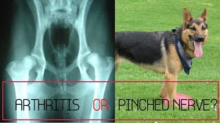 My Dog Has What? Arthritis OR Pinched Nerve