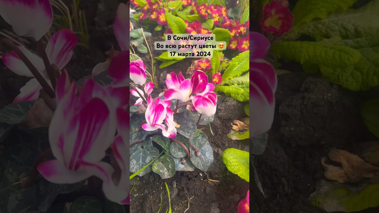 Какая красота! А пахнууут…😍 