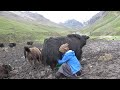 milking in the yak farm || Nepal || dolpa || lajimbudha ||