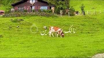 سورة الفاتحة | راحة نفسية وسكينة لا توصف( الشيخ ماهر المعيقلي ) 